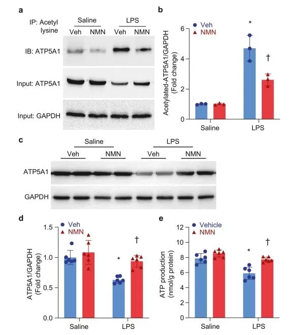 Effects of NMN on ATP5A1 in the Hearts of Endotoxemic Mice
