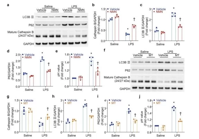 Effects of NMN on Lysosomal Function and Autophagy in Neonatal Cardiomyocytes
