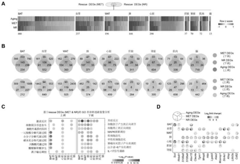 Unveiling NR: How It Quietly Reverses Organ Aging Unveiling NR: How It Quietly Reverses Organ Aging