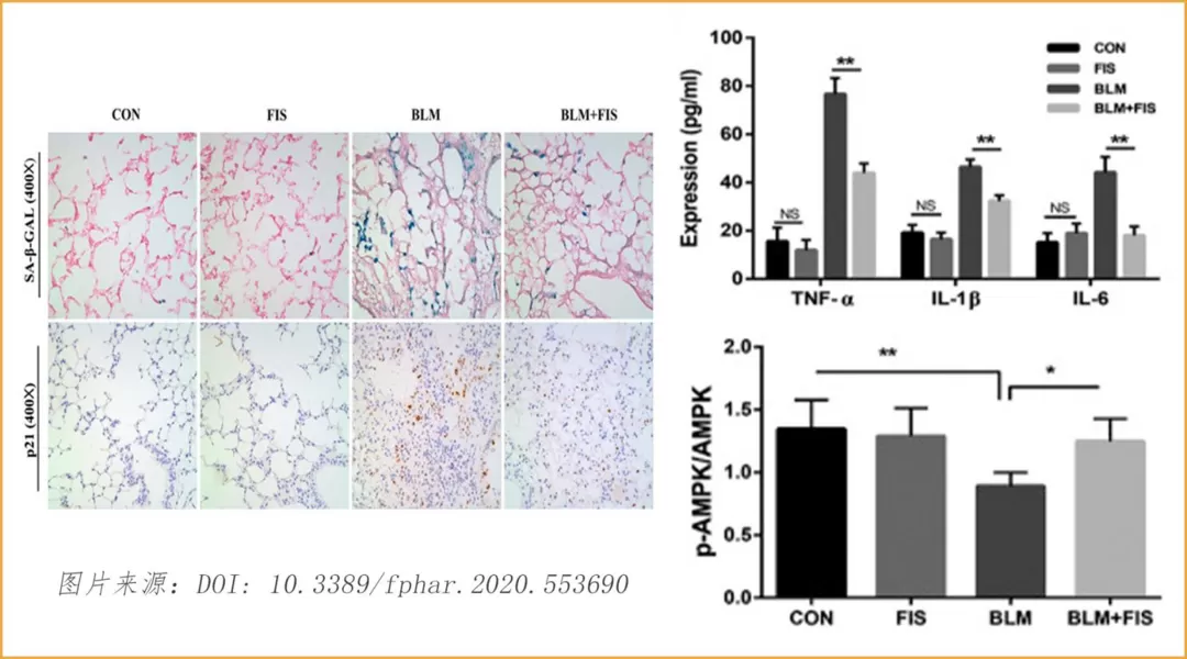 フィセチン: アンチエイジングの分野における新星
