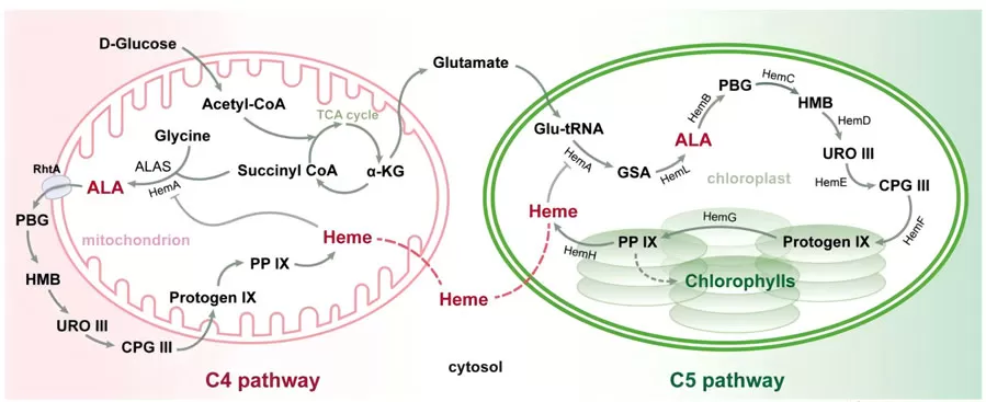 5-ALA: Your Cells’ Secret Energy Booster? 5-ALA: Your Cells’ Secret Energy Booster?