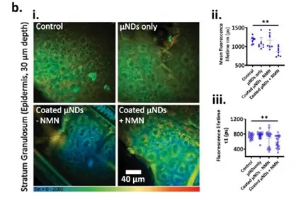 NMN: 皮膚吸収率は24時間で86.3% に達する