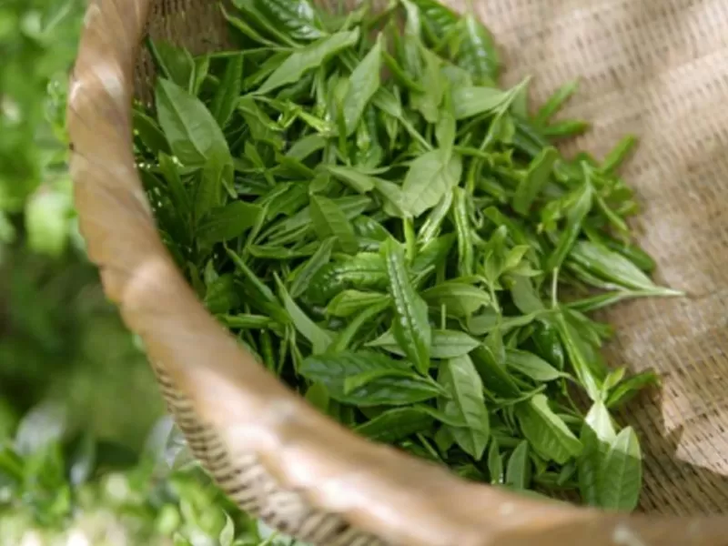 ナイアシンアミドと緑茶ポリフェノール: 相乗的なアンチエイジング科学的メカニズムと複数の利点