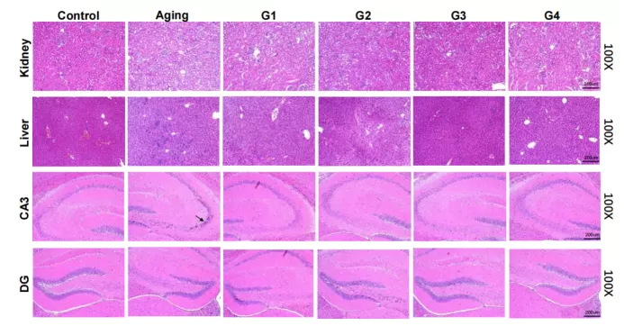 自然老化モデルの説得結果