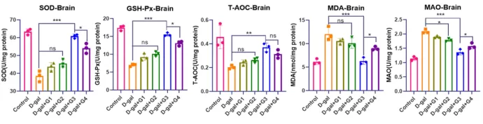 The D-Galactose-Induced Senescence Model