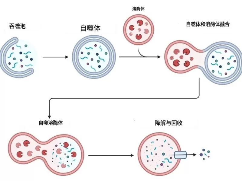 中程度の飢餓は老化との戦いに役立ちます! それの背後にある科学が明らかになりました!