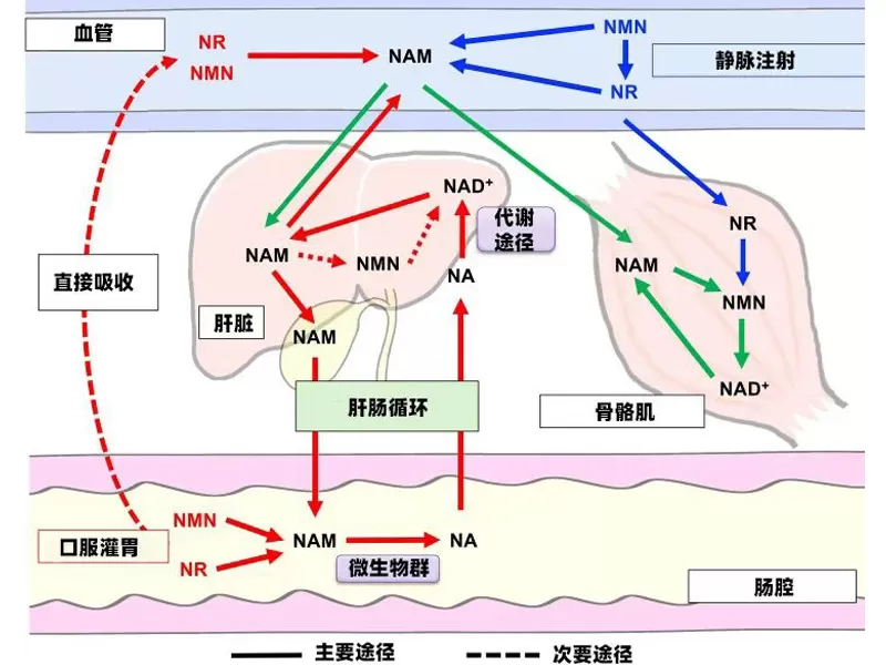 科学の進歩研究は従来の知恵を覆す: アンチエイジングミラクル分子の真の代謝経路NMN/NRが明らかに