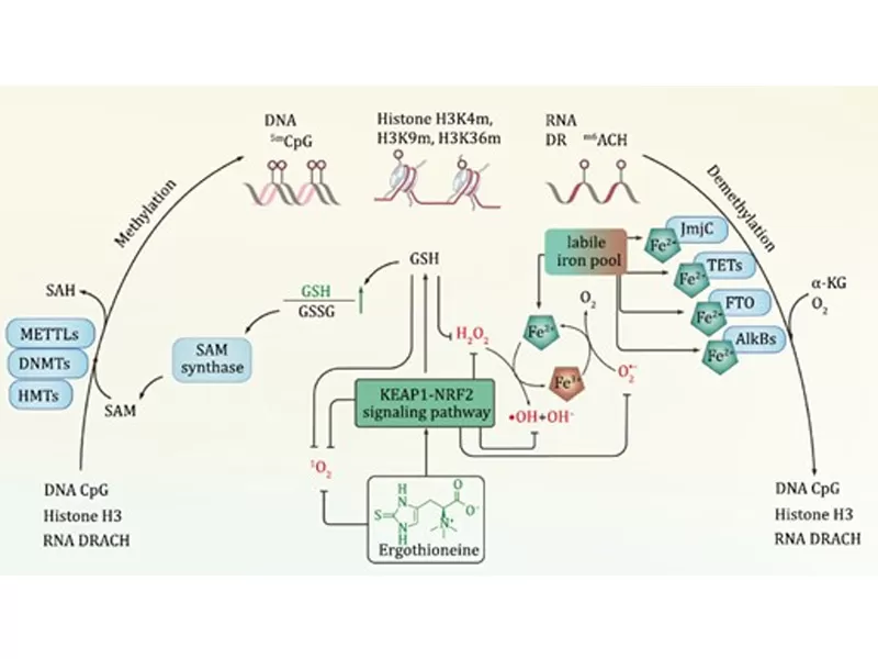 アンチエイジングの新時代: 時間の敵を解読する (III。エルゴチオネイン)